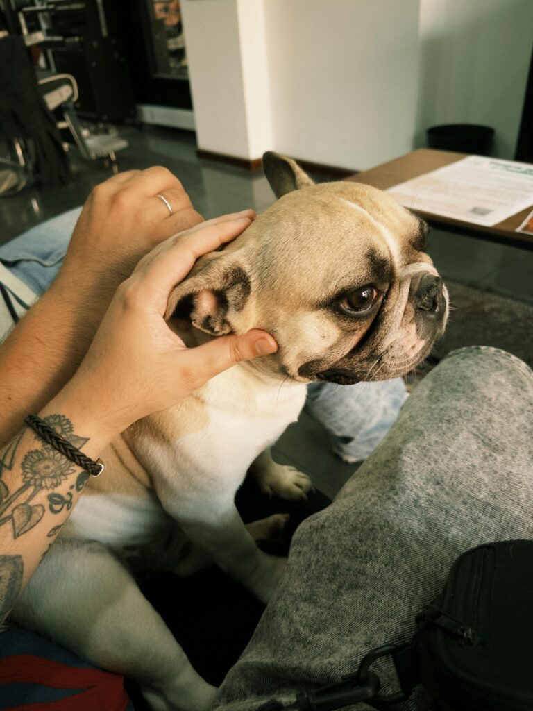 Free stock photo of animal, animal affection, dog
